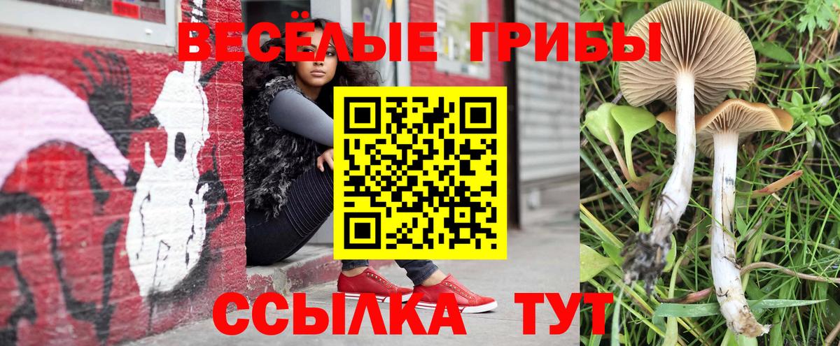 Псилоцибиновые грибы Psilocybe Соликамск